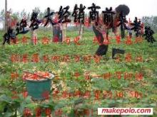 草莓大姜草莓苗选购指南 价格、厂家与图片信息详解