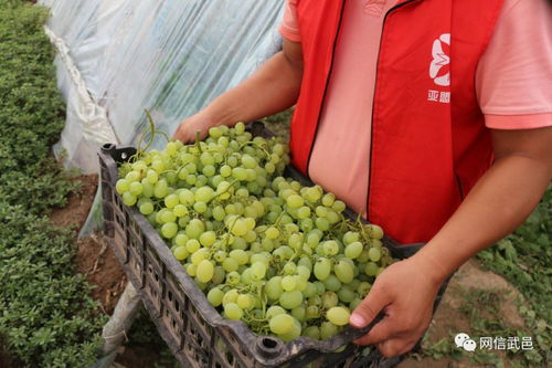 电商助力食用油销售，破解农产品滞销难题