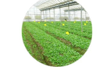 农产品质量安全追溯系统在深圳网站建设推广中的关键作用——以食用油为例